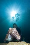 Diver & Cuttlefish