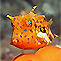 Pro Dive Nelson Bay