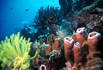 http://underwater.com.au/content/7433/reef_bunaken.jpg