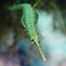 Green Pipefish