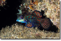 A colourful Mandarinfish, Banda, Spice Islands.