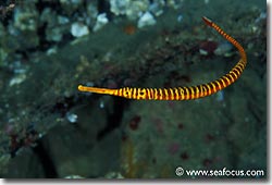There are several different species of pipefish can be found in the area, Banda, Spice Islands.