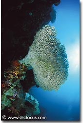 A big coral head jutted out from the wall, Bali