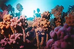 Jervis Bay Tunicates