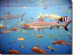 Shark feed! Uepi, Solomon Islands