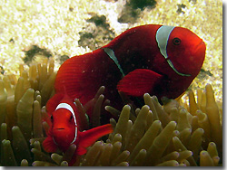 A couple of Spine-cheek Anemonefish. Uepi, Solomon Islands