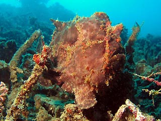 Brown Frogfish