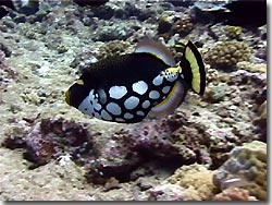 The Clown Triggerfish with its characteristic colour pattern is not easily mistaken for any other fish, Palau, Micronesia
