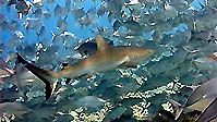 Palau � sharks, walls, caves and jellyfish�