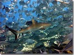 Grey Reefshark amidst a school of trevallies, Palau, Micronesia