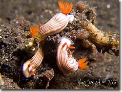 A trio of colourful nudibranch, Lembeh Strait, Sulawesi, Indonesia.