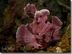 The beautiful purple resident Rhinopias, Lembeh Strait, Sulawesi, Indonesia.