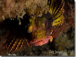 The Yellow Scorpionfish is another beautiful critter that can be found at Lembeh Strait, Sulawesi, Indonesia.