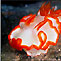 Neville Coleman's new 'Nudibranchs Encyclopedia' - a review and how it compares to the new Debelius and Kuiter 'Nudibranchs of the World'.
