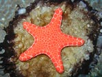 Bisquit Starfish