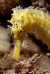 Yellow thorny seahorse