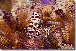 Colemans Shrimp, Lembeh Strait, Sulawesi, Indonesia