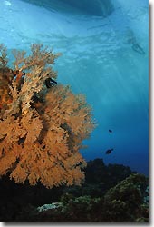 A healthy looking Black Coral tree, Julian Rocks, Byron Bay, Australia