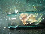 Coconut Octopus