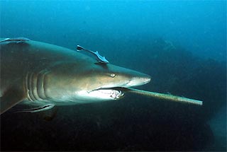 Grey Nurse Shark injured by fishing gaff