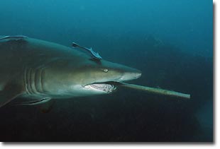 A female Grey Nurse Shark swimming around with a gaff down its throat. Julian Rock, Australia.