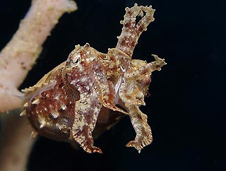 East Timor Cuttlefish