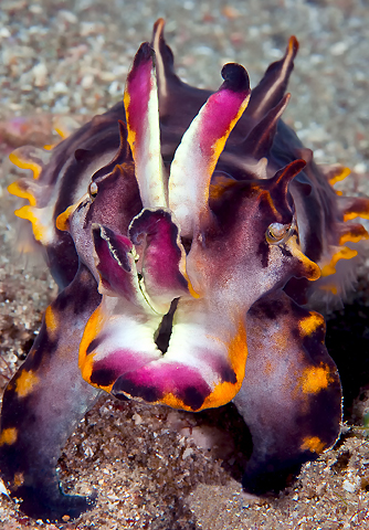 Flamboyant Cuttlefish