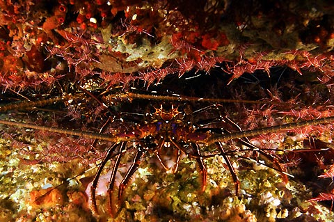 Lobster and Shrimp