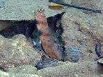 Amblyeleotris guttata