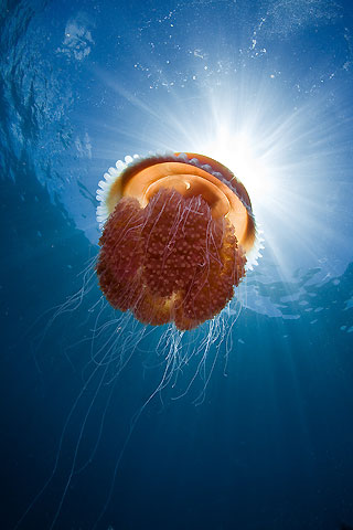 Red-Jellyfish.jpg