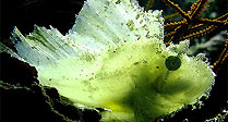 Gotcha Translucent