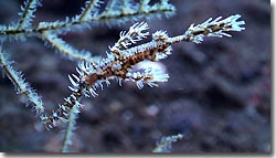 A Harlequin Ghost Pipefish, Bali,Indonesia