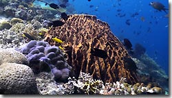 Coral reef at Menjangan Island, Indonesia