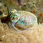 Squid at Night