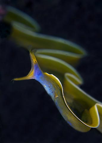 David Henshaw with what must be the best Blue Ribbon Eel shot I have ever seen taken in Manado, Sulawesi, Indonesia.
