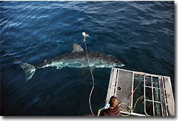 Great White Shark, cage diving at Neptune Island. Port Lincoln, South Australia