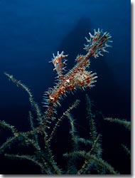 Harlequin Ghostpipefish found at the wreck of The Liberty, Tulamben, Bali, Indonesia 