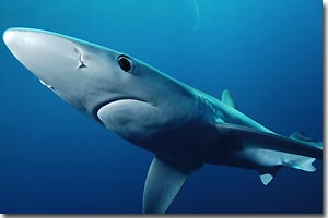 Blue Shark, a threatened shark species. ARKive. Image copyrights by Andrew Murch 