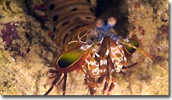Mantis Shrimp Sipadan, Borneo, Malaysia