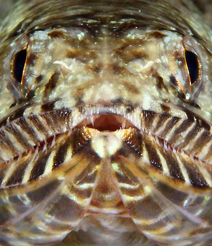 Lizardfish portrait