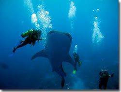 Whaleshark and divers, Indian Ocean, Australia