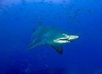 Endangered