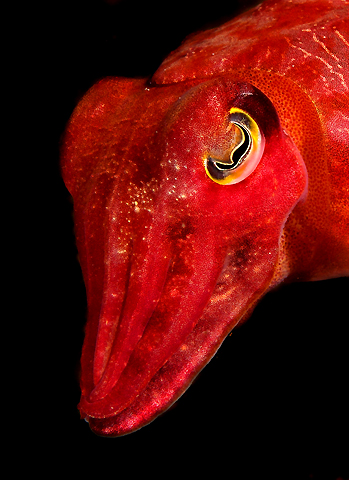 Cuttlefish portrait