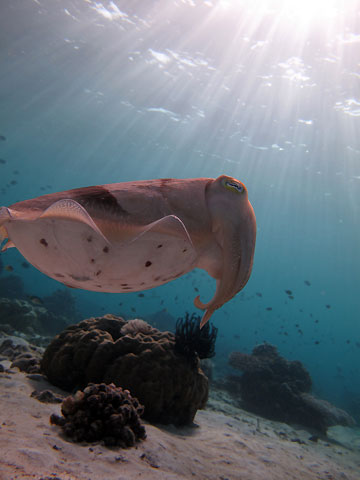 Cuttlefish's spotlight