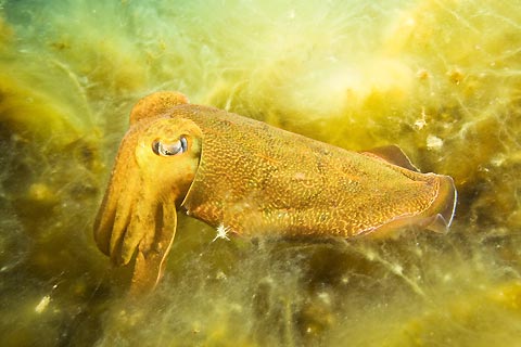 Cuttlefish in algae