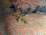 Ornate Pipefish