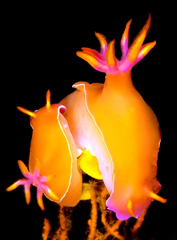 Nudibranchs mating