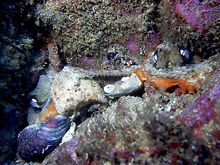 Two Octopus