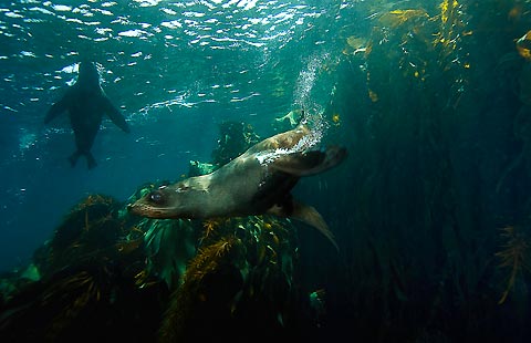 South East Seals