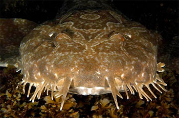 Spotted Wobbegong - photographed by underwater australasia member Michael Gallagher